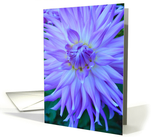 Purple dahlia card (859841)