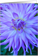 Purple dahlia card