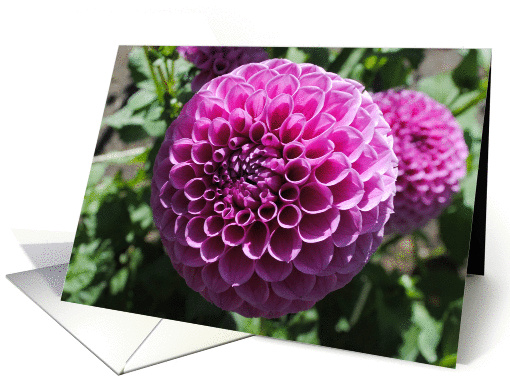 Pink dahlia card (859843)