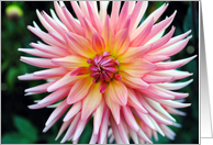 Pink dahlia card