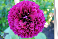 Violet dahlia card