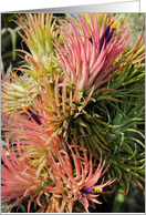 Air plant card