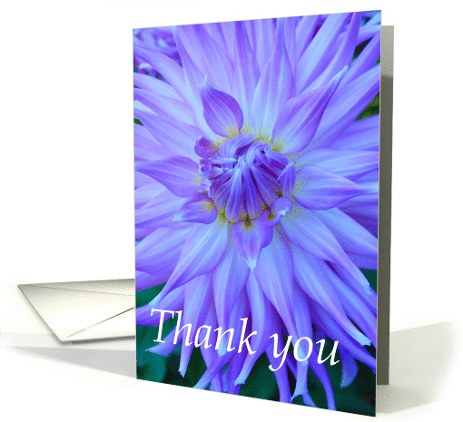 purple dahlia, thank you for the gift card (860728)