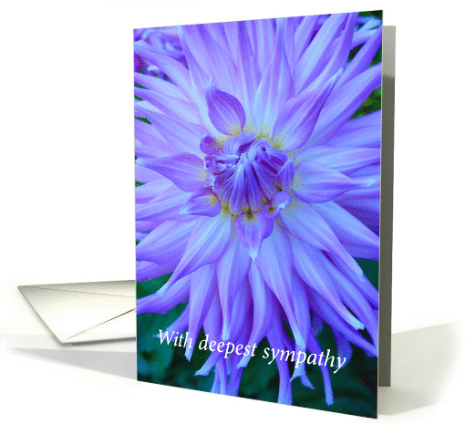 purple dahlia, sympathy card (860729)