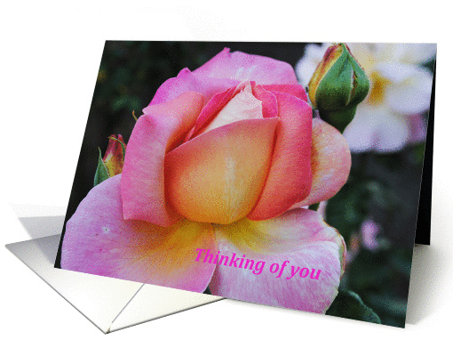 pink rose, thinking of you card (860733)