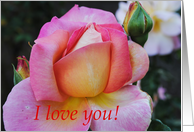 pink rose, I love...