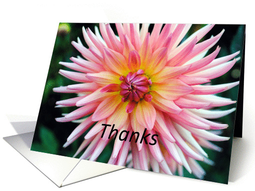 pink dahlia, thanks card (860737)