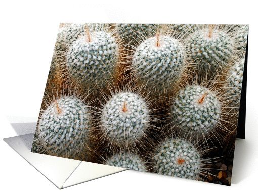 Cactus, blank card (860939)