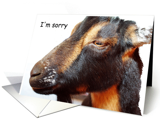 Goat, I'm sorry card (862484)