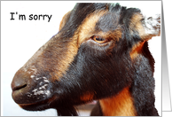 Goat, I’m sorry card