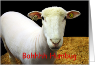 Sheep, Bah Humbug card