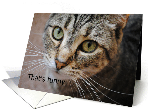 Cat, birthday, that's funny card (865960)