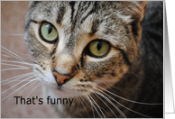 Cat, birthday, that’s funny card