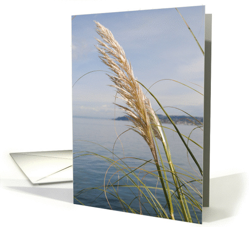 Sea oats, blank card (869681)