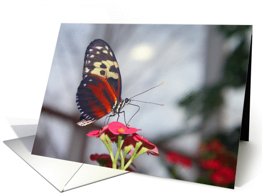 butterfly, blank card (890762)