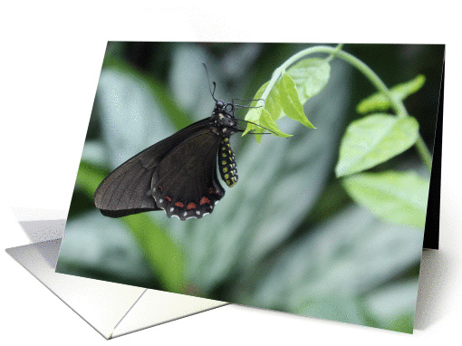 butterfly, blank card (890763)