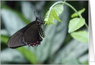 butterfly, blank card