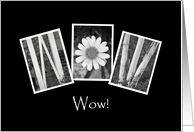 Wow - Congratulations - Alphabet Art card