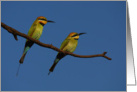 Bee-eater blank greeting card