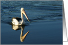 Pelican reflection- blank Card