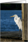 Egret- Blank greeting card