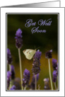 White Butterfly on Lavender-Get Well Soon card