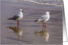 Seagulls on Beach Blank card