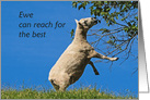 Ewe can reach for the best Encouragement card