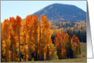 Quaking Aspen-Blank card