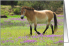Przewalskii Horse-Blank card