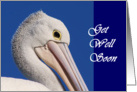 Pelican-get well soon card