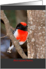 Red-capped Robin blank card