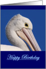 Happy Birthday, Australian Pelican blank card