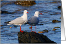 Silver Gulls blank Card