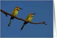 Bee-eater blank greeting card