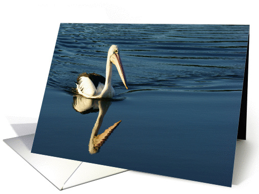 Pelican reflection- blank card (1176754)