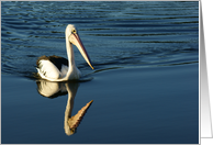Pelican reflection- blank Card