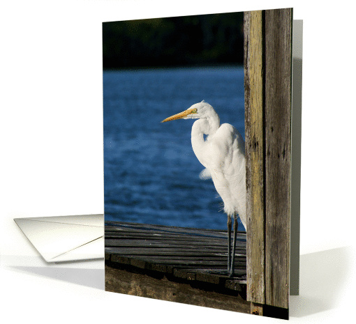 Egret- Blank greeting card (1208704)