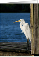 Egret- Blank greeting card