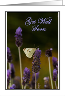 White Butterfly on Lavender-Get Well Soon card