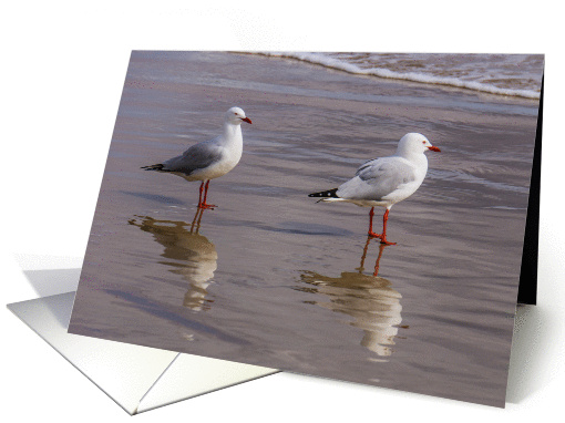 Seagulls on Beach Blank card (1431200)