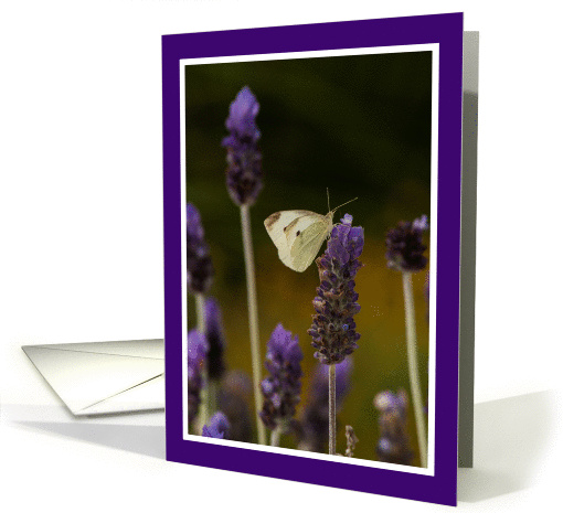 White Butterfly and Lavender all purpose blank card (1431660)