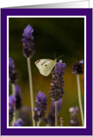 White Butterfly and Lavender all purpose blank card