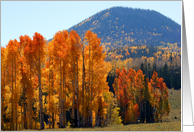 Quaking Aspen-Blank card