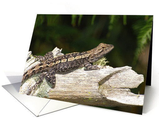 Dragon Lizard blank card (873007)