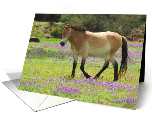 Przewalskii Horse-Blank card (875832)