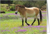 Przewalskii Horse-Blank card