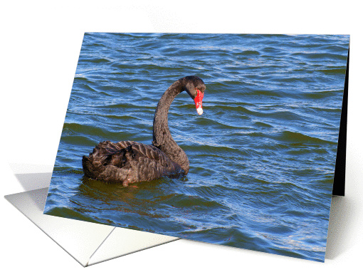 Black Swan-Blank card (877348)