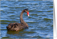Black Swan-Blank Card