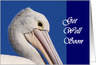 Pelican-get well soon card